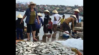 Khoảng 30 tấn cá chết bất thường ở xã Nghi Sơn, Thanh Hóa