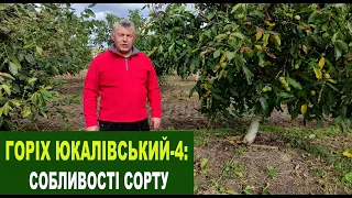 №142 Горіх сорту Юкалівський-4. Особливості сорту