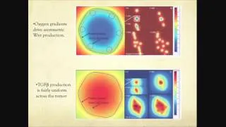 Feedback, lineages and cancer, John Lowengrub (University of California at Irvine)