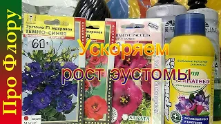 Ускоряем рост эустомы. Схема подкормок.