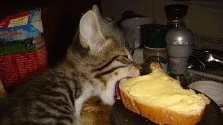 Кот ест хлеб
