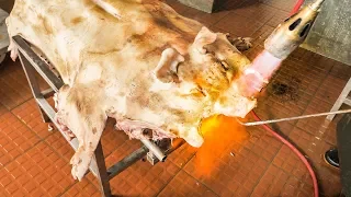 AMAZING Chinese Food in South China | WHOLE Pig Cooking + Crispy Roast BBQ Whole Pig HOG!