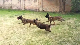 Three Belgian Malinois Running