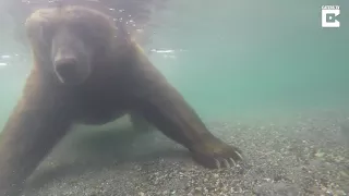 Как ловит рыбу медведь под водой)