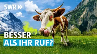 Das Märchen von der bösen Kuh | SWR Wissen