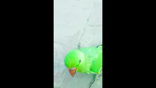 Ringneck Talking Parrot