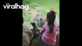 Cheetah Responds to Girl's Cheetah Stuffy || ViralHog