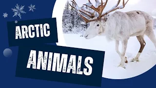 Why Are Arctic Animals Special