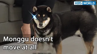 Monggu doesn't move at all [Dogs are incredible : EP.132-2] | KBS WORLD TV 220726