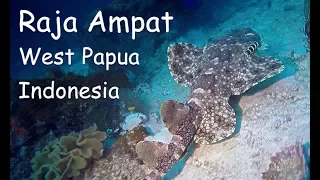 Diving Raja Ampat - Plus Fish ID