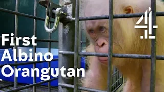 Will World’s 1st Albino Orangutan Be Accepted By the Others? | Orangutan Jungle School