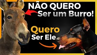 ✅ O BURRO QUE QUERIA SER UM CACHORRO | Emocionante história Reflexão – Motivacional Cristão