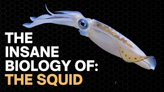 The Insane Biology of: The Squid