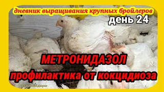 Лечу понос у бройлеров и профилактирую от кокцидиоза. Смертельно опасно залепание клоаки у цыплят.