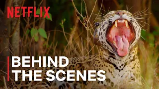 A Jaguar mother Reunites with her Cubs | Our Living World | Behind the Scenes | Netflix