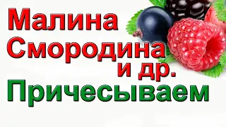 Причешите кусты малины, смородины, крыжовника для большого урожая ягод