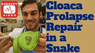 Cloacal Prolapse Repair