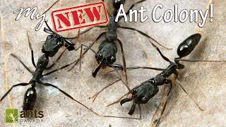My New Awesome Ant Colony