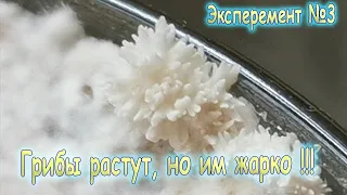 11. Домашняя грибная ферма ежевика (ежовика) гребенчатого, гриб растет, но ему фигово.