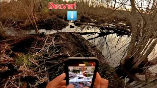 BEAVER DAM REMOVAL In GATOR CREEK! || Look Who Paid Us A Visit At Beaver Dam Swamp! S2 EP. 5!