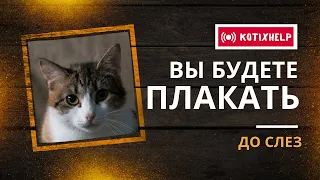 УРОДЛИВЫЙ КОТ 😭 ДО СЛЁЗ 😭 Коты и Кошки ищут дом, мам и пап. Минск. #KOTIXHELP