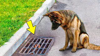 Dog Looks Into Storm Drain Every Day, And When It's Finally Opened - They Were Shocked!