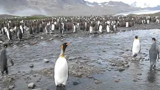 Королевские пингвины, Южная Джорджия, Антарктика.