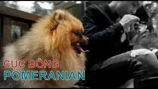 Part 1: POMERANIAN / NhamTuatTV