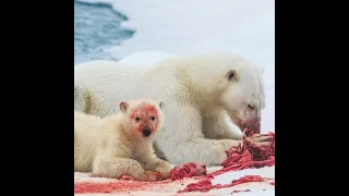 Polar Bear On The Hunt And Eating A Seal Alive...! Documentary