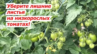 Low-growing tomatoes - remove unnecessary leaves to enhance filling.