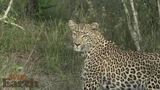 WildEarth - Sunset - 01 December 2021