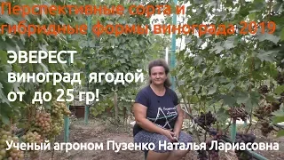 Виноград Эверест с ягодой в 25 грамм!!! (Пузенко Наталья Лариасовна)