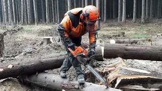 Professional tree processing by Lumberjack Little Harvester 27 minutes!