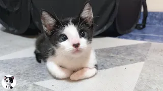 A rescued kitten overly concerned about a resident cat undergoing sterilisation behaves unexpectedly