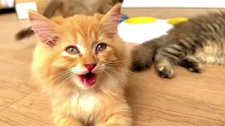 Luckitten : They Grow Fast Compilation Adorable Cute Kittens