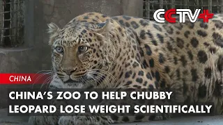 China’s Zoo to Help Chubby Leopard Lose Weight Scientifically