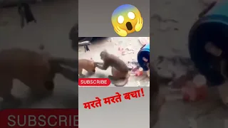 मरते मरते बचा ll #shorts #dog #monkey #wildlife #pets #viral #trending #doglover