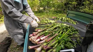 【山菜採り】青森のゴールデンウィークは山でウド！