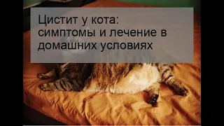 Цистит у кота: симптомы и лечение в домашних условиях