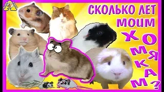 СКОЛЬКО лет МОИМ ХОМЯКАМ? / ВсЕ МоИ ЖиВотНыЕ / КОГДА ПОЯВИЛИСЬ МОИ хомки / Алиса Изи