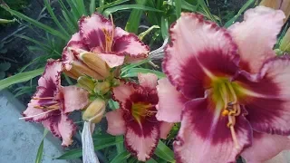 ЛИЛЕЙНИК (daylilies) -"однодневная красота"!!! Супер многолетник! Красивая музыка...