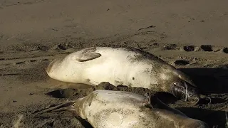 Elephant Seal Birth, San Simeon, North Beach 1/5/21