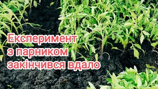 Що буде, якщо не відкрити парник з агроволокна вдень?