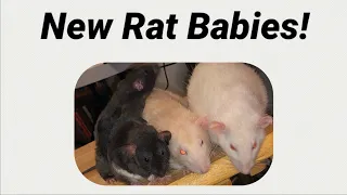 Meet my New Rat Babies Donut and Olive!