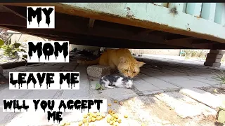 homeless kitten crying loud for mother but his mother left him [rescue a abounded kitten]