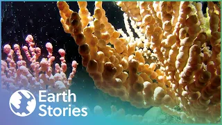 The Coral Reefs That Thrive In Darkness | Alien Reef | Earth Stories