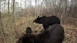Медведи ждут Дуську.