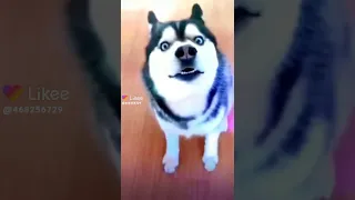 dog with autotune