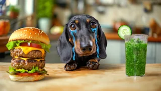 The Pain Truth About Detox! Cute & Funny Dachshund Dog Video!