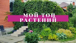 17 МАЛОУХОДНЫХ РАСТЕНИЙ В МОËМ САДУ🌿🥰